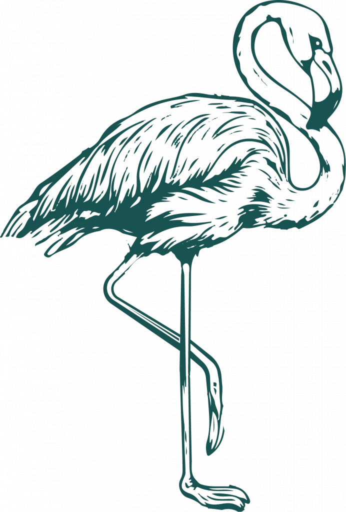 Flamingo illustration collateral