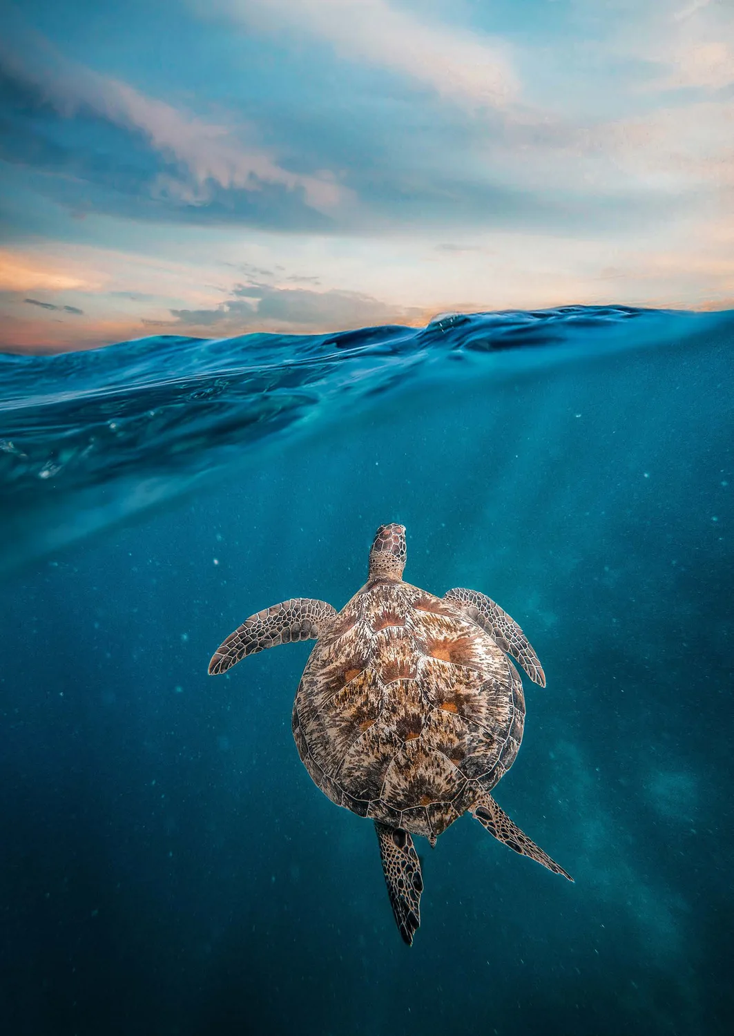 A sea turtle gliding through clear water near the reef
